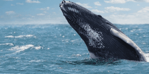 Z Punta Cana: Samana Cayo Levantado & Velryby — Guided tour and outdoor activity