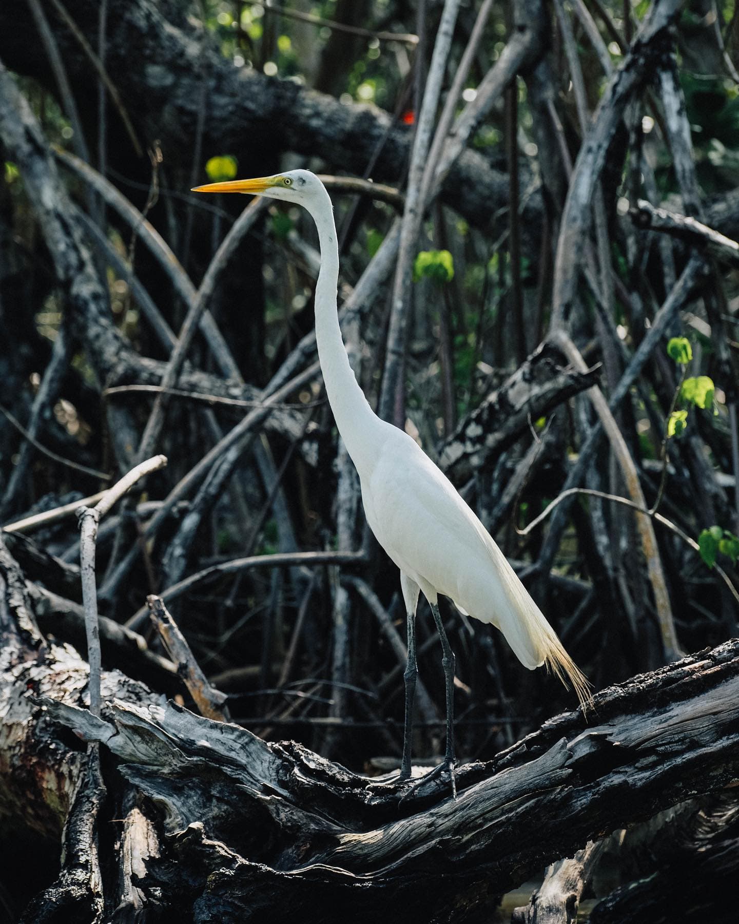 Los Haitises & Cayo Levantado Tour from Las Terrenas | $79 Ecotour Adventure — Guided tour and outdoor activity