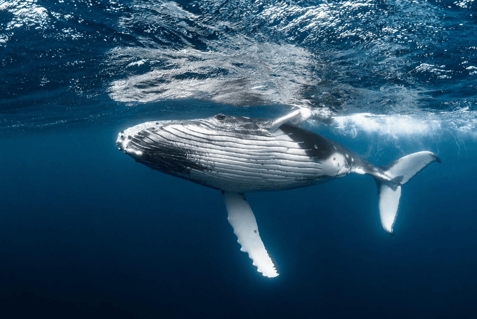 How Scientists Identify Sections of Humpback Whale Songs
