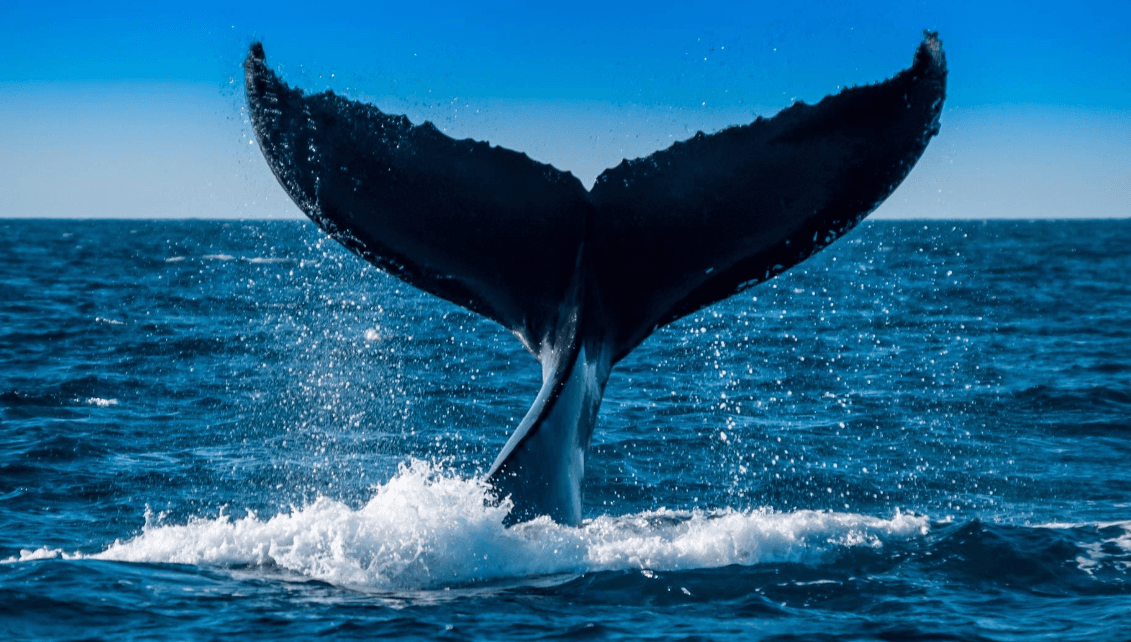 January Whale Watching in Samaná: What Visitors Can Expect