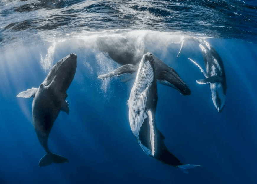 How Do Humpback Whales Rest While Breathing in Samaná Bay?