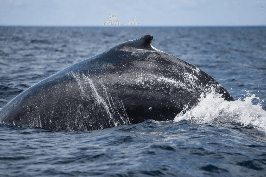 What to Bring on a Samaná Whale-Watching Trip