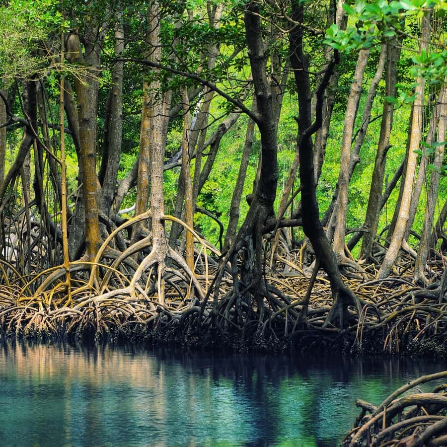Samaná: Los Haitises National Park & Cayo Levantado Island — Guided tour and outdoor activity