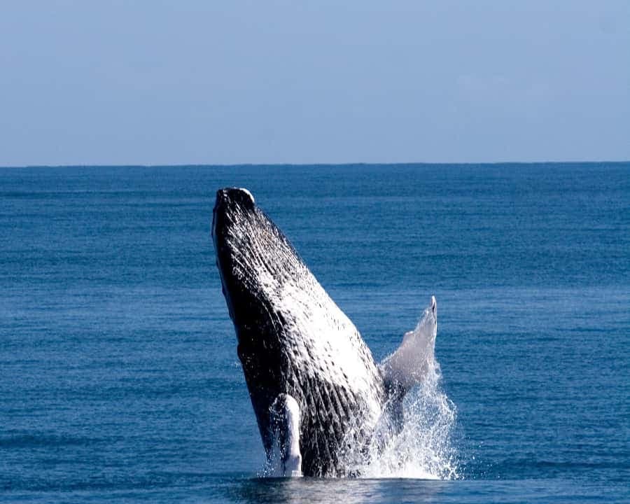 From Punta Cana: Whale Watching and Beaches Day Trip — Guided tour and outdoor activity