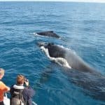 Excursion Whale Watching Samaná bay + Cayo Levantado from Puerto Plata (Private Transportation) — Guided tour and outdoor activity