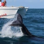 Samana: Bay of Samana Whale Watching Experience — Guided tour and outdoor activity