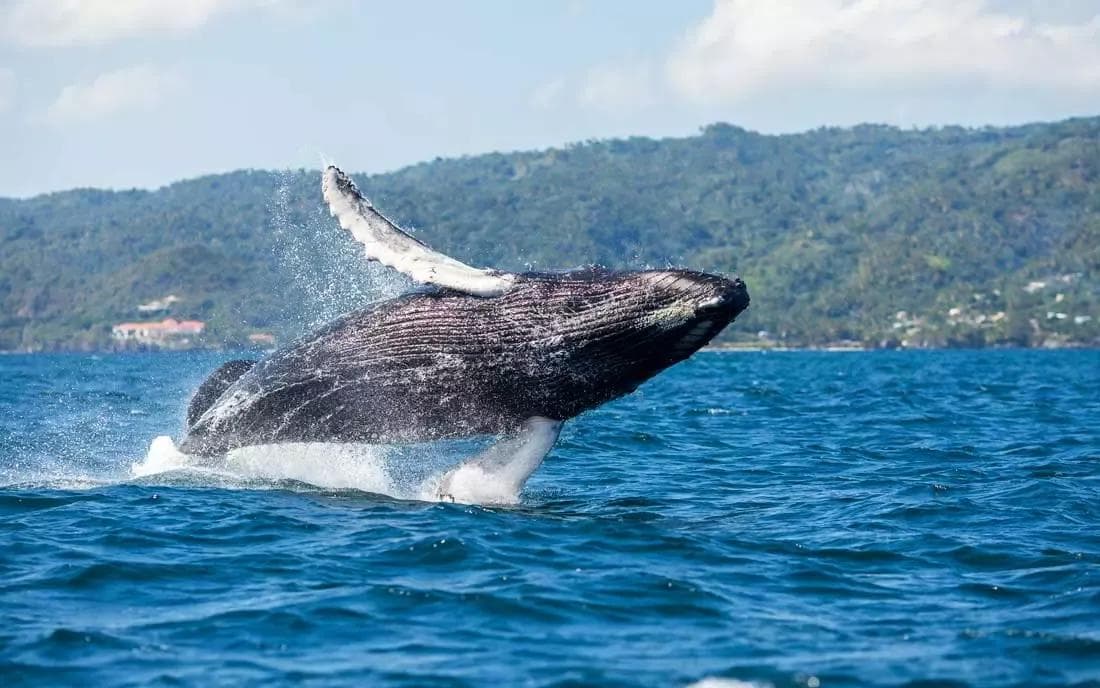 Whale Watching from Bayahibe: Half-Day Tour Guide — Guided tour and outdoor activity