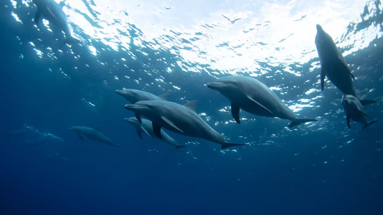 Punta Cana: Swim with Dolphins in the Pool — Guided tour and outdoor activity