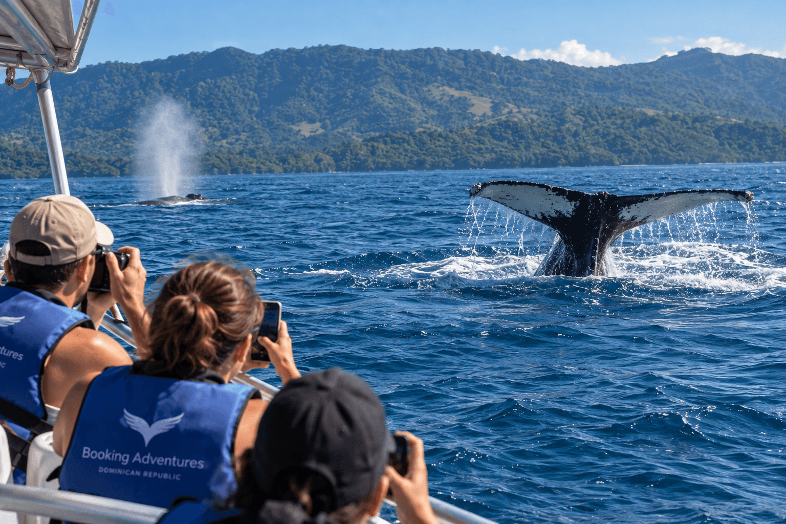 Kolik stojí pozorování velryb v Samaná? 2027 Ceny a zájezdy - Whale Miches Guide