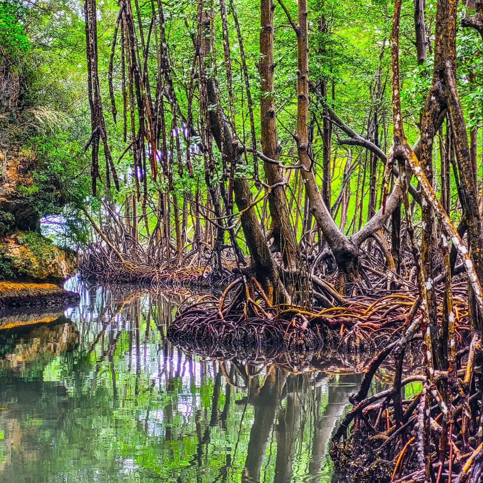 Los Haitises Mangroves: Divoká zvěř, jízda na kajaku a výlety lodí - Whale Miches Guide