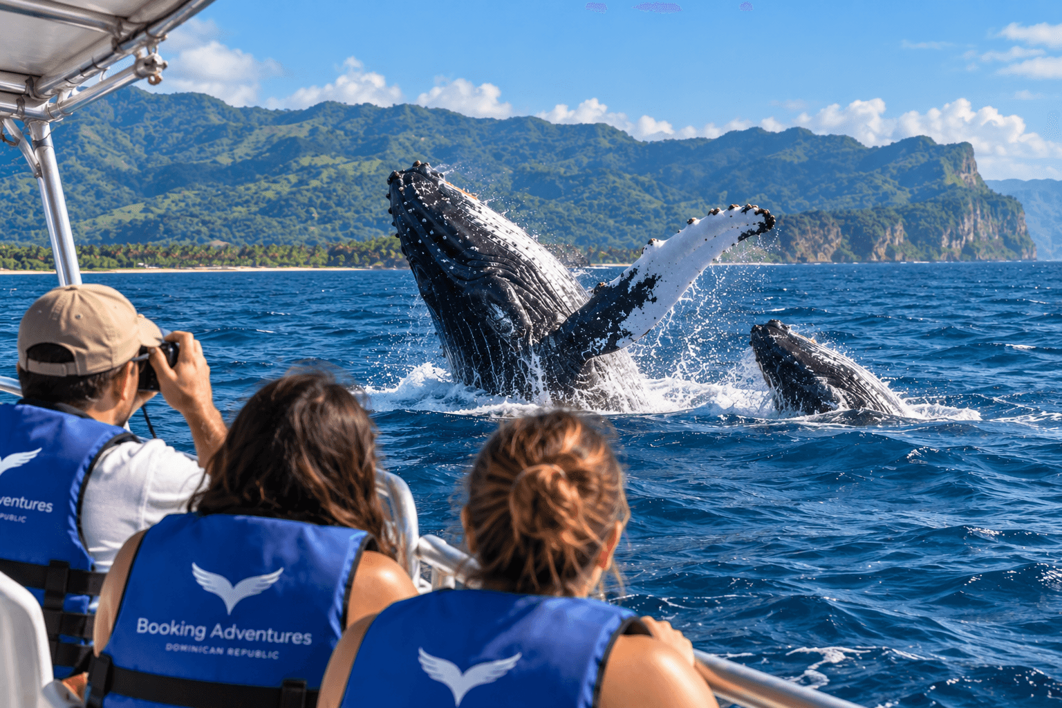 Die besten Walbeobachtungstouren in Samaná: Welche Tour sollten Sie buchen? - Whale Miches Guide