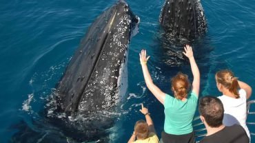 Samana: Puoli päivää valasbongausta Kyhmyvalaanbongaus