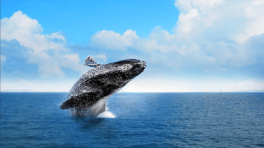 Samana: Valasbongaus ja Cayo Levantado - kokopäiväretki