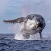 ballena saltando sabana de lamar