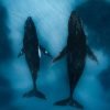 sabana ballenas