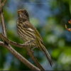Dulus dominicus Cigua Palmera