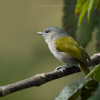 Green Tailed Warbler Microligea palustris Ciguita Cola Verde
