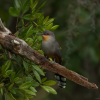 Hispaniolan Lizard Cuckoo Coccyzus longirostris Pajaro bobo mayor