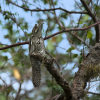 Northern Potoo Nyctibius jamaicensis Bruja