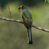 Priotelus roseigaster Trogon de la Espanola Papagallo hembra Juvenil