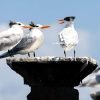 Royal Tern s DR fotor 20230919105250 scaled 1